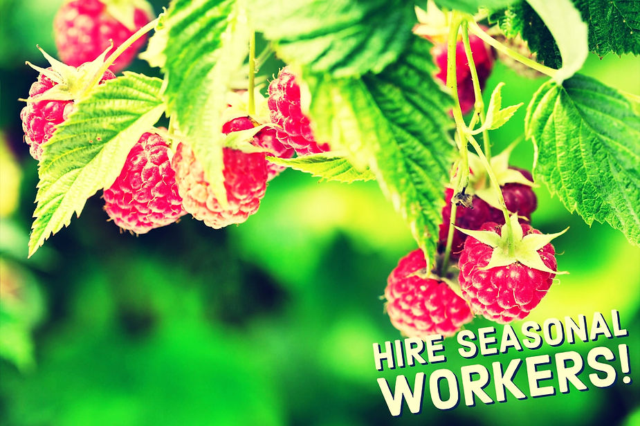 Easier to Seasonal Work in Serbia